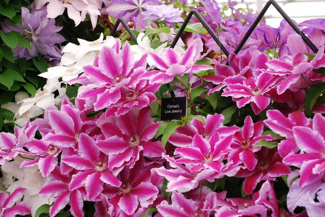 鐵線蓮是鐵漢子，養護要“粗”養