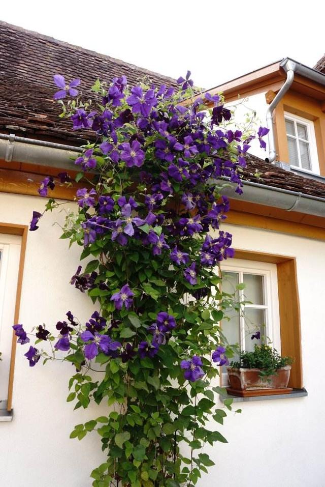 鐵線蓮是鐵漢子，養護要“粗”養