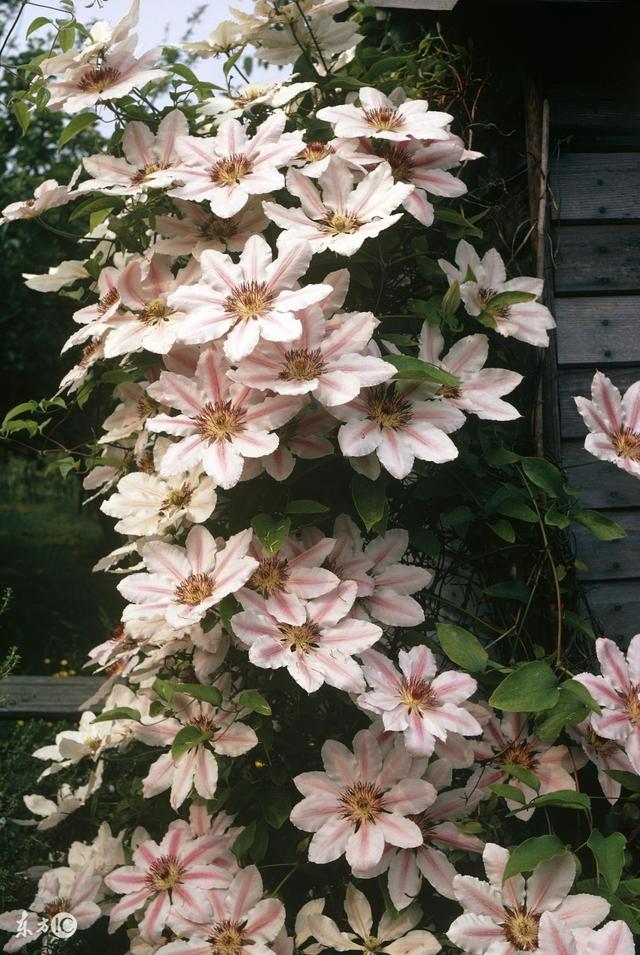 鐵線蓮是鐵漢子，養護要“粗”養