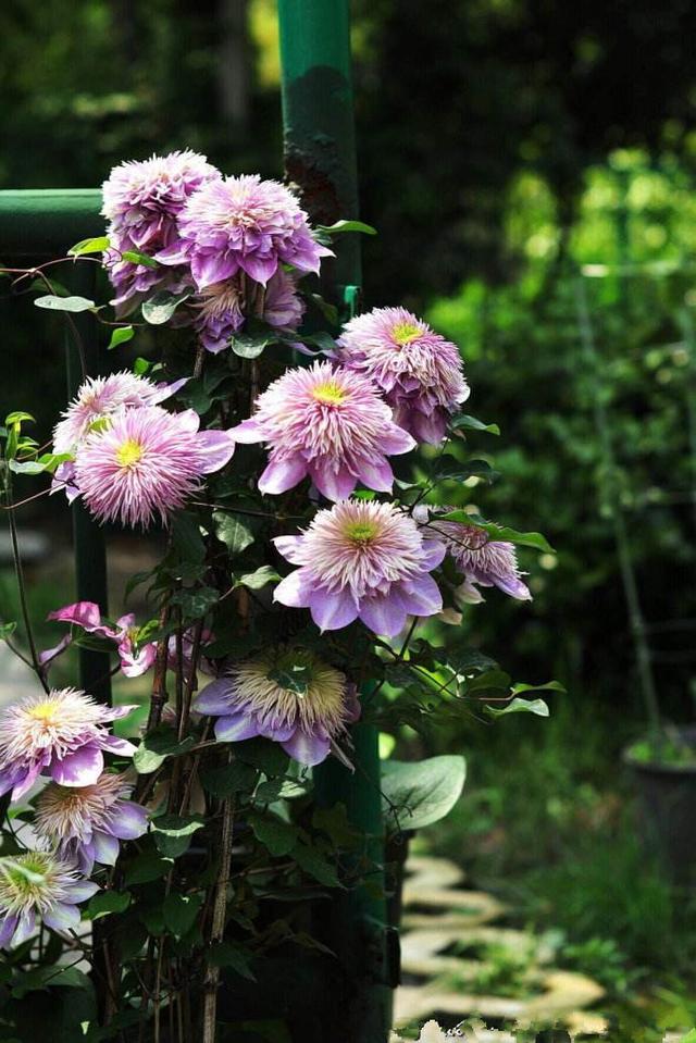 鐵線蓮是鐵漢子，養護要“粗”養