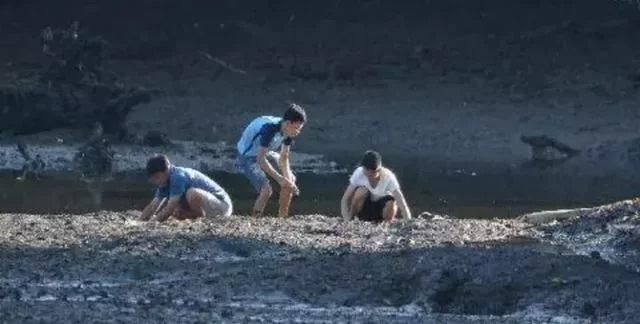 新加坡自然保護區的貝殼不要撿，會被罰款