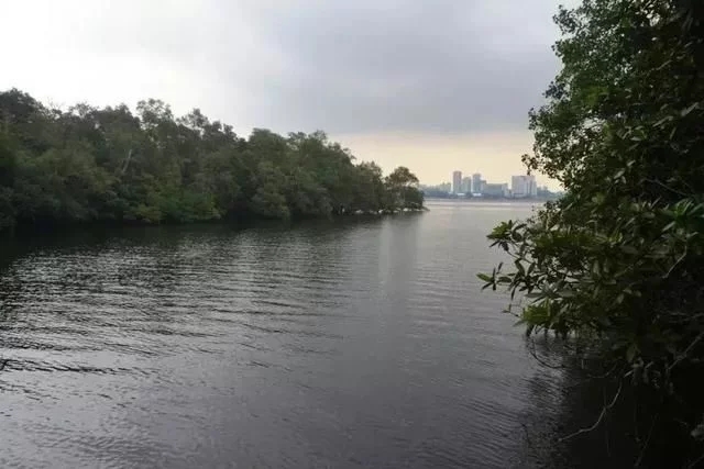 新加坡自然保護區的貝殼不要撿，會被罰款