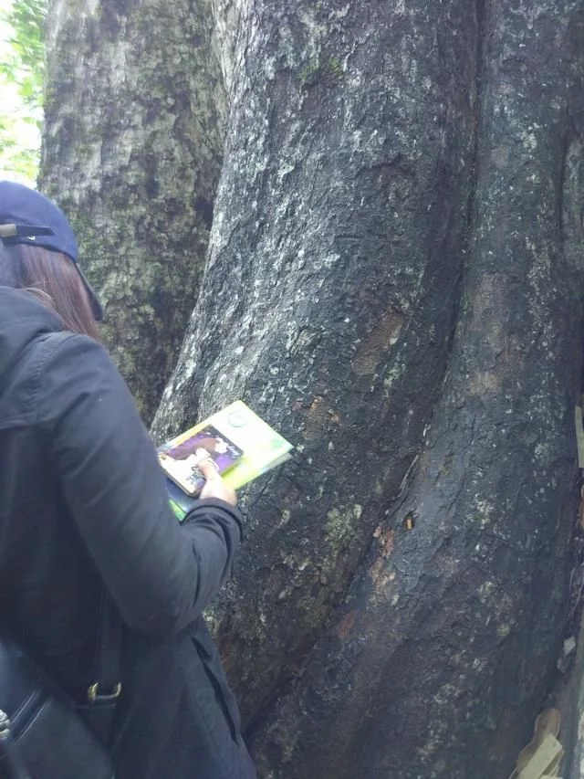 走進廣西：探秘弄崗自然保護區千年蜆木王