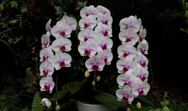 蝴蝶蘭的花語與傳說你知道嗎