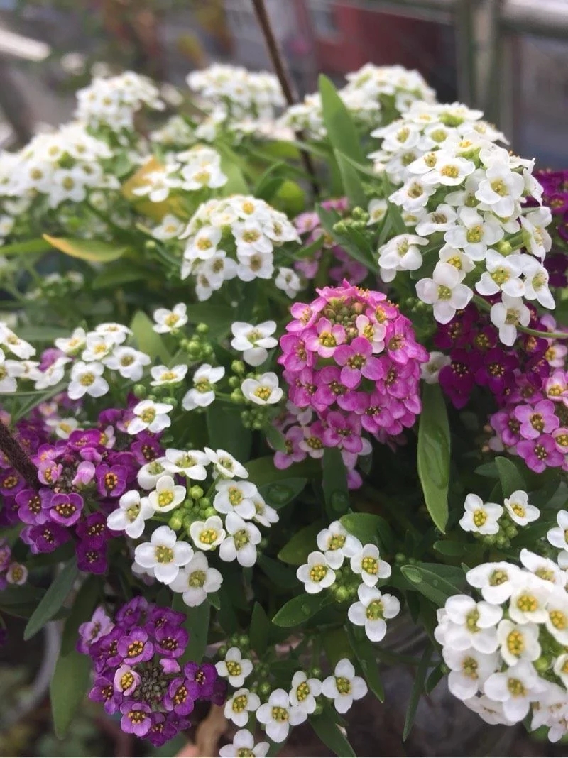 香雪球花期長,爆盆容易極芳香,是盆栽佳品