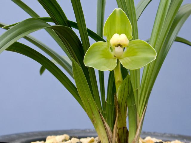 直接用它養蘭花，比市面蘭花土好10倍！