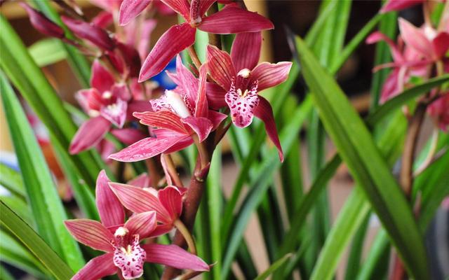 直接用它養蘭花，比市面蘭花土好10倍！