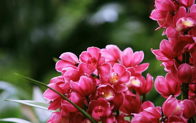 直接用它養蘭花，比市面蘭花土好10倍！