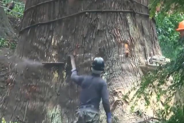 老人去世后，千年古樹被人私自一刀刀砍倒