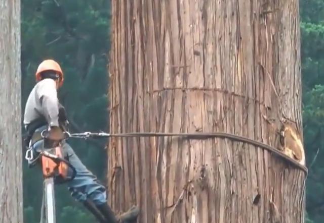 老人去世后，千年古樹被人私自一刀刀砍倒