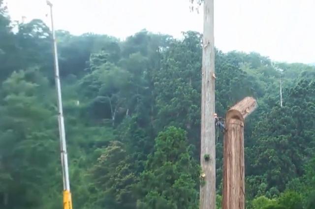 老人去世后，千年古樹被人私自一刀刀砍倒