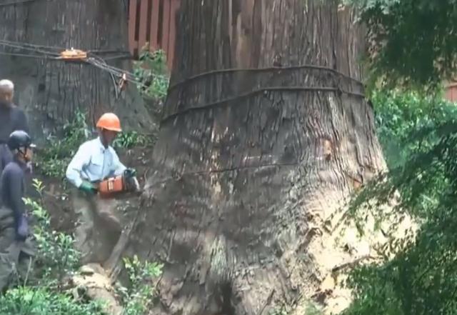 老人去世后，千年古樹被人私自一刀刀砍倒