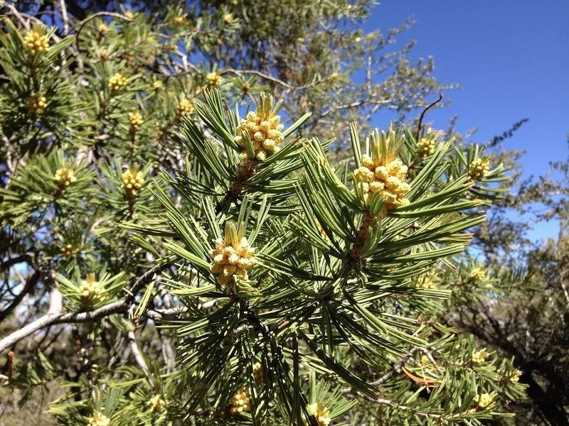 植物可以協助破案？
