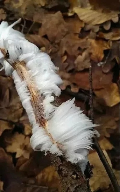 加拿大各地寒冷意外出現太陽光柱的自然景觀