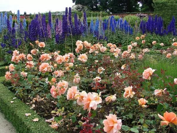 混合花境設(shè)計(jì)與種植建議