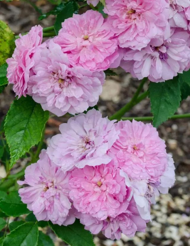 混合花境設(shè)計(jì)與種植建議