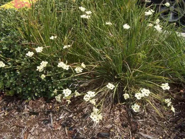 混合花境設(shè)計(jì)與種植建議