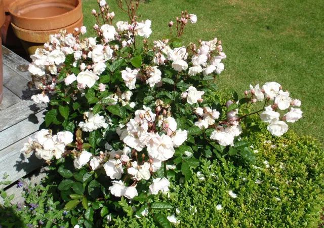 混合花境設(shè)計(jì)與種植建議