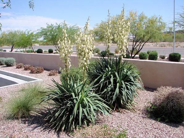 混合花境設(shè)計(jì)與種植建議