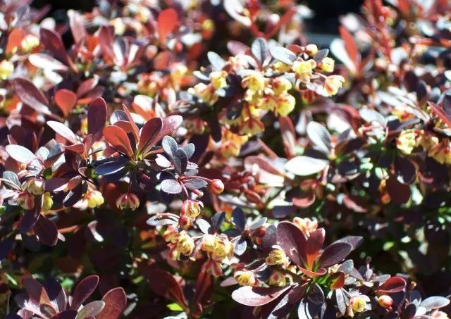 混合花境設(shè)計(jì)與種植建議