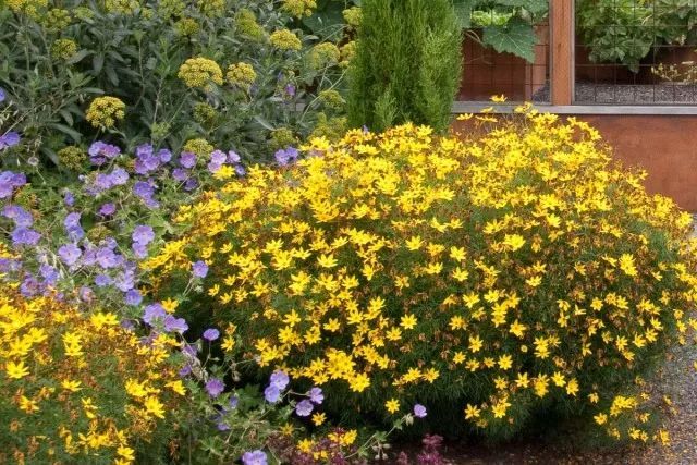 混合花境設(shè)計(jì)與種植建議