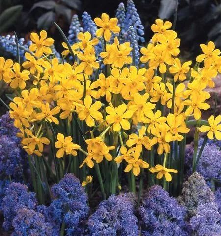 混合花境設(shè)計(jì)與種植建議