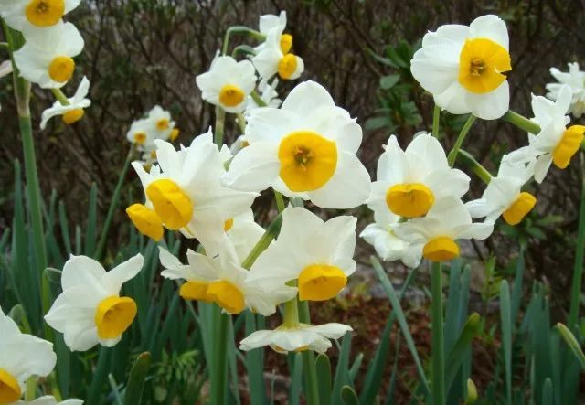 混合花境設(shè)計(jì)與種植建議