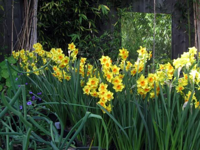 混合花境設(shè)計(jì)與種植建議