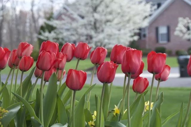 混合花境設(shè)計(jì)與種植建議