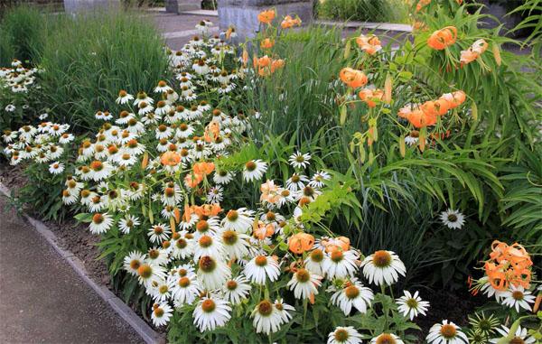 庭院設計常見草花目錄