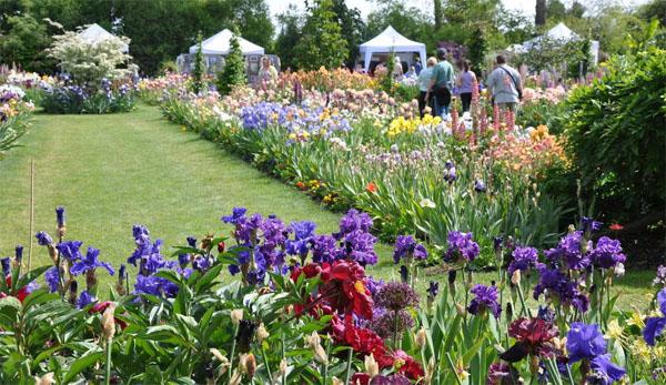 庭院設計常見草花目錄