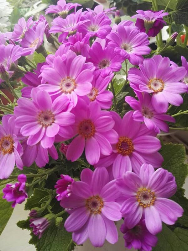 瓜葉菊花色典雅明亮 是陽臺盆栽佳品