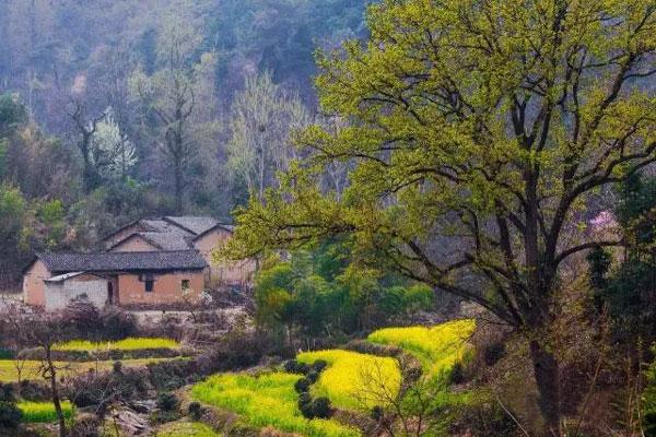 河南有個“古樹王國”