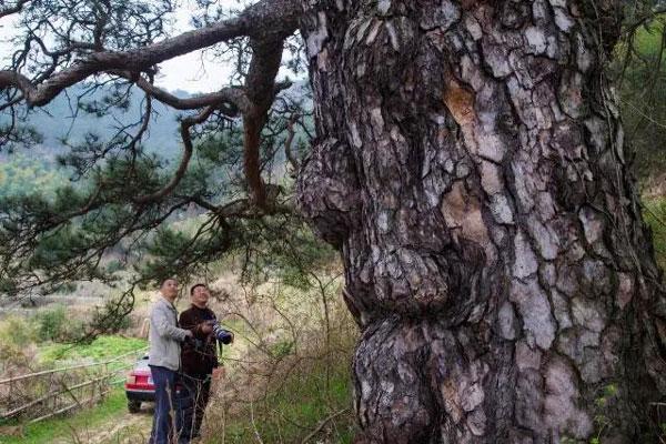 河南有個“古樹王國”