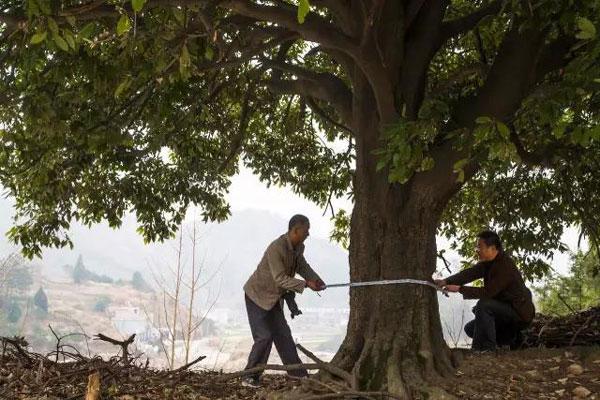 河南有個“古樹王國”