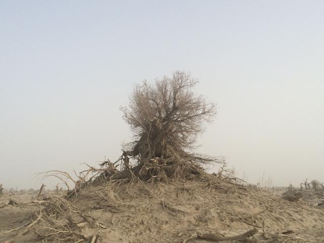 阿拉爾2個國家沙漠公園建設獲批