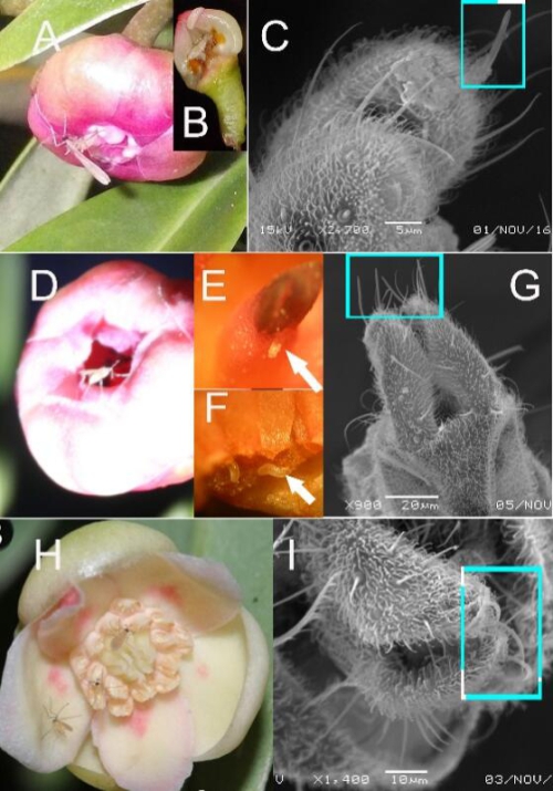 被子植物早期與傳粉者相互關系研究獲進展