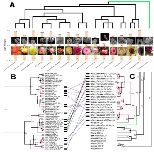 被子植物早期與傳粉者相互關系研究獲進展