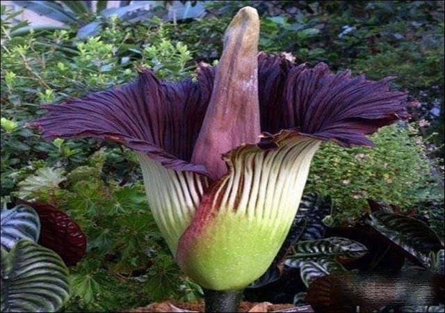 世界上最神奇的植物,會爆炸還能“跑”