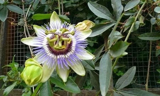 世界上最神奇的植物,會爆炸還能“跑”