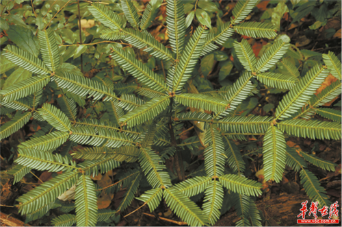 湘西古丈發現成片篦子三尖杉珍稀瀕危植物