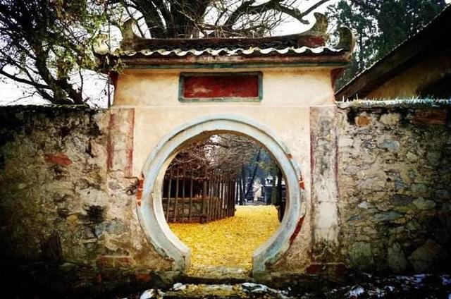 河南千年古寺里的千年古樹仍枝繁葉茂