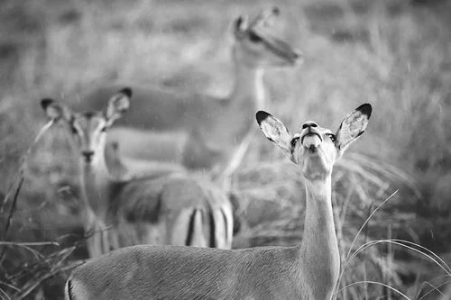 研究揭示野生動植物成為戰爭受害者
