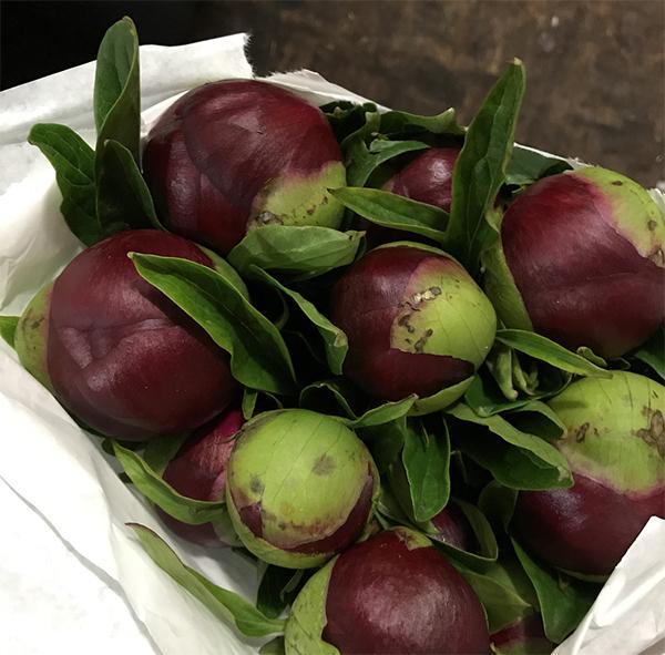 高海拔芍藥鮮切花栽培技術(shù)