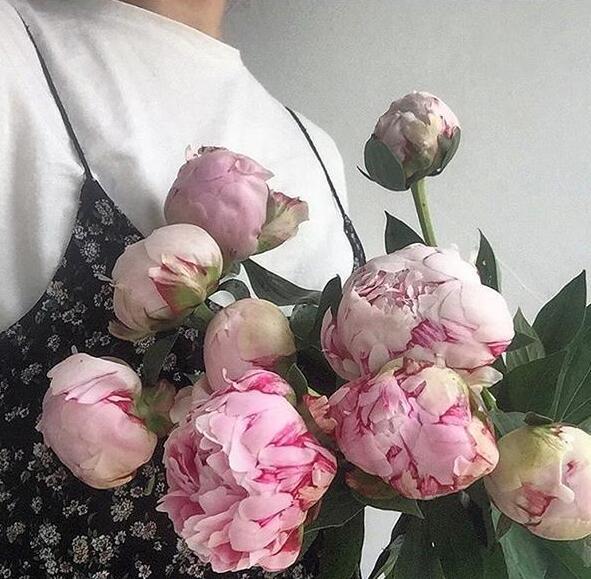 高海拔芍藥鮮切花栽培技術(shù)