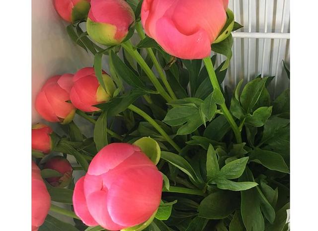 高海拔芍藥鮮切花栽培技術(shù)