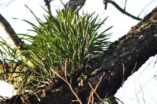 黔江:古樹長蘭草有答案了