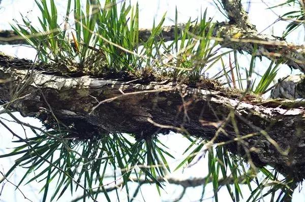 黔江:古樹長蘭草有答案了