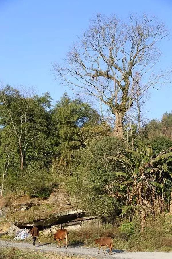 黔江:古樹長蘭草有答案了