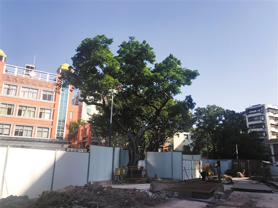 古樹名木 該不該為地鐵換乘站讓路？